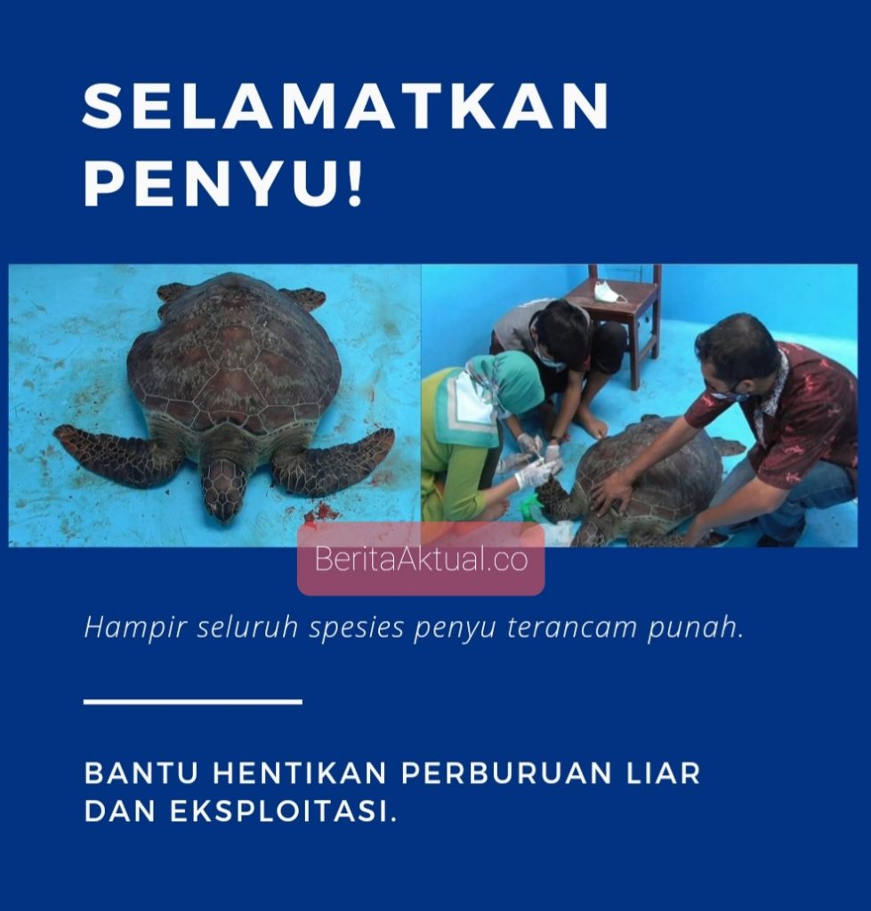 Penyu malaysia spesies di Penyu