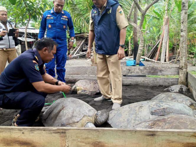 Tujuh Ekor Penyu Dilepasliarkan di Donggala usai Diamankan Polairud Polres Donggala