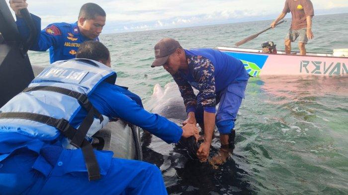 Bangkai Paus Terdampar di Perairan Pulau Karampuang Mamuju Dibuang ke Laut Lepas 15 Mil dari Pantai